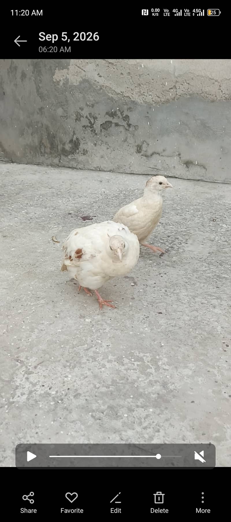White titer 1