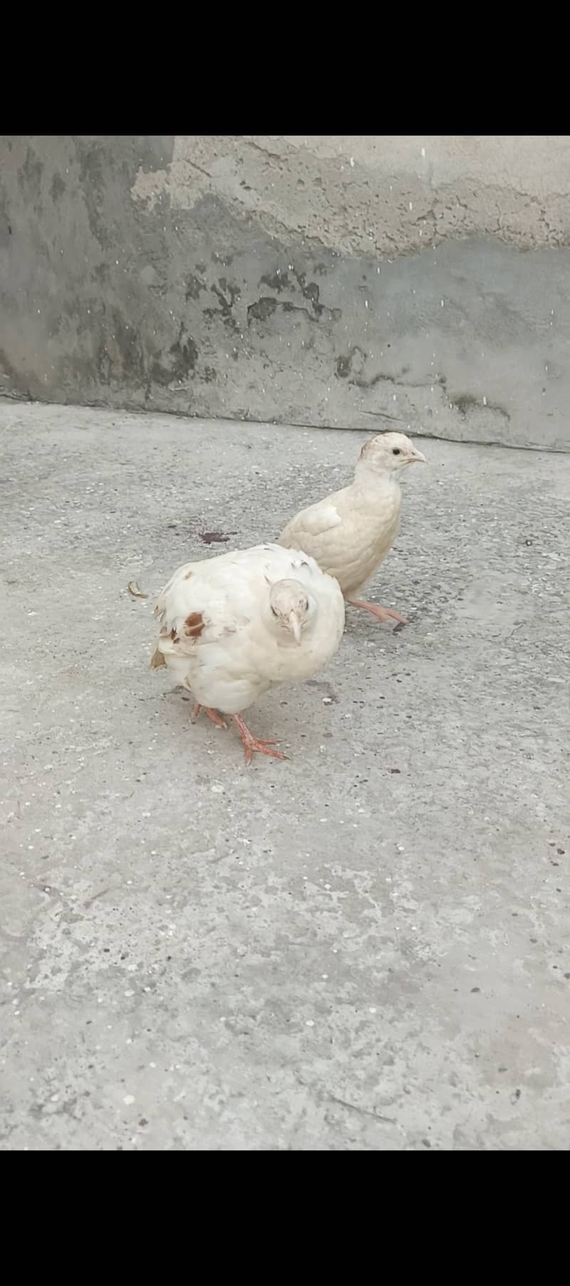White titer 2