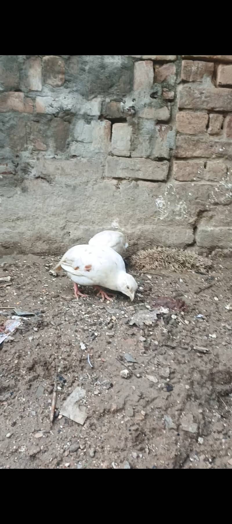 White titer 3