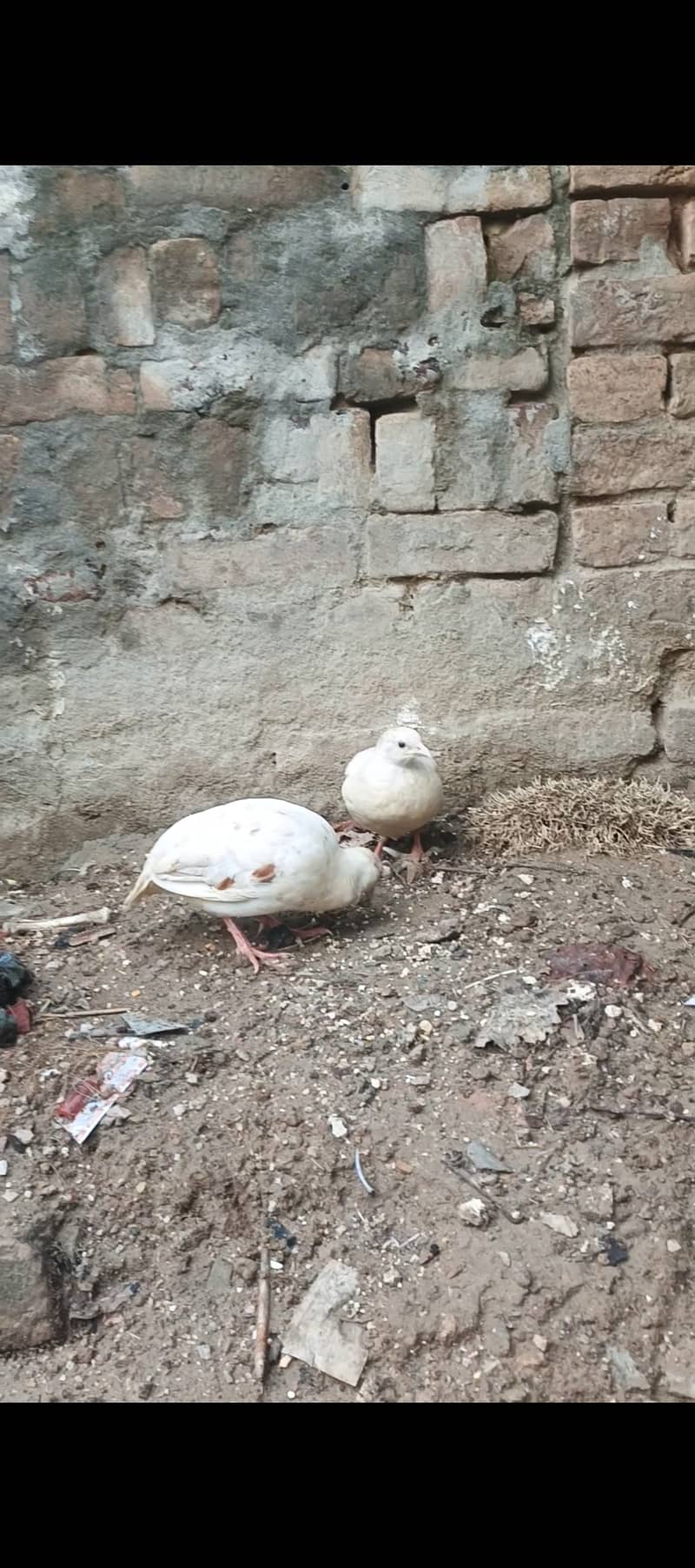 White titer 4