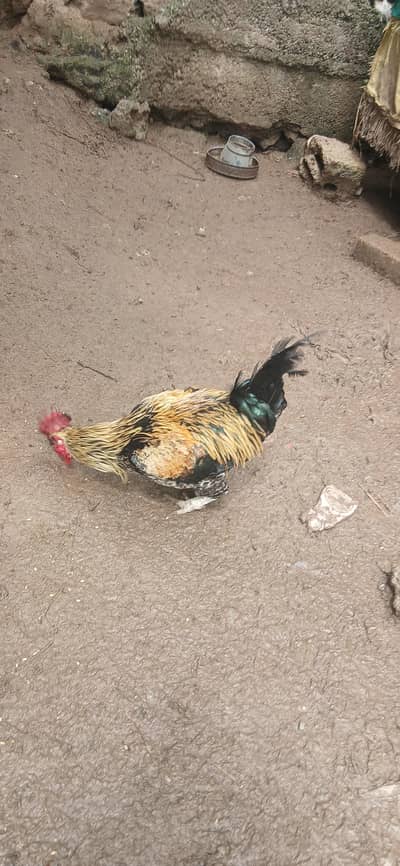 desi organic