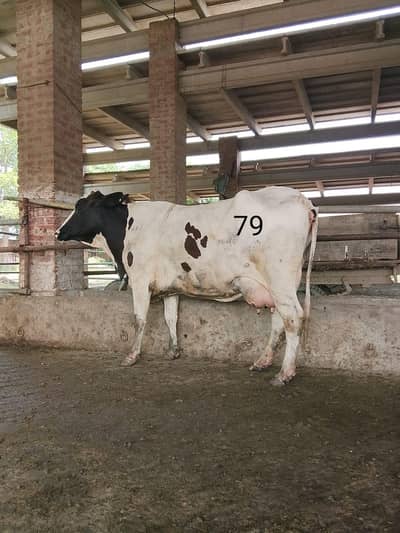 Dairy Farm Animals for Sale
