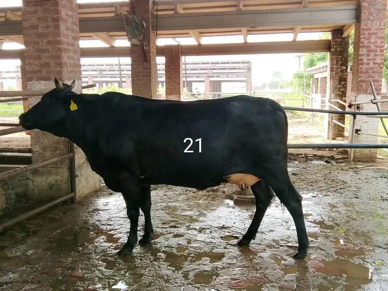 Dairy Farm Animals for Sale — photo 2