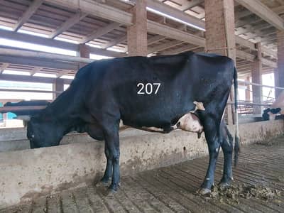 Dairy Farm Animals for Sale