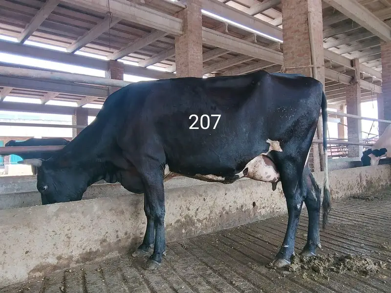 Dairy Farm Animals for Sale — photo 3
