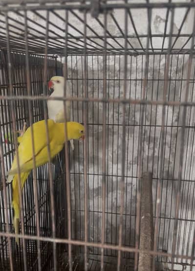 Yellow pair for sale with cage