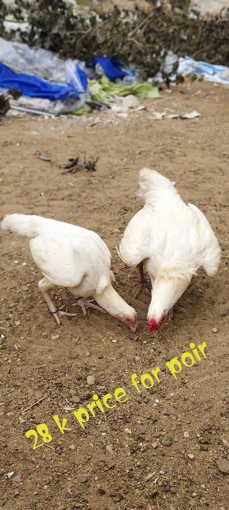 ASEEL EGG LYING BREEDING PAIR — photo 2