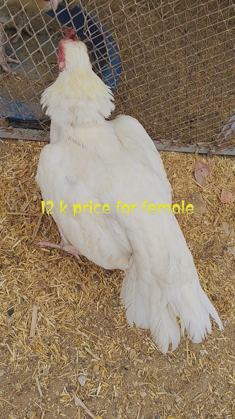 ASEEL EGG LYING BREEDING PAIR — photo 8