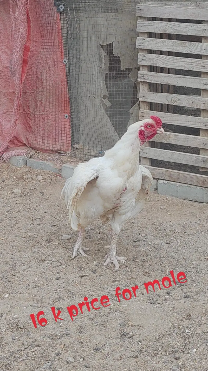 ASEEL EGG LYING BREEDING PAIR — photo 10