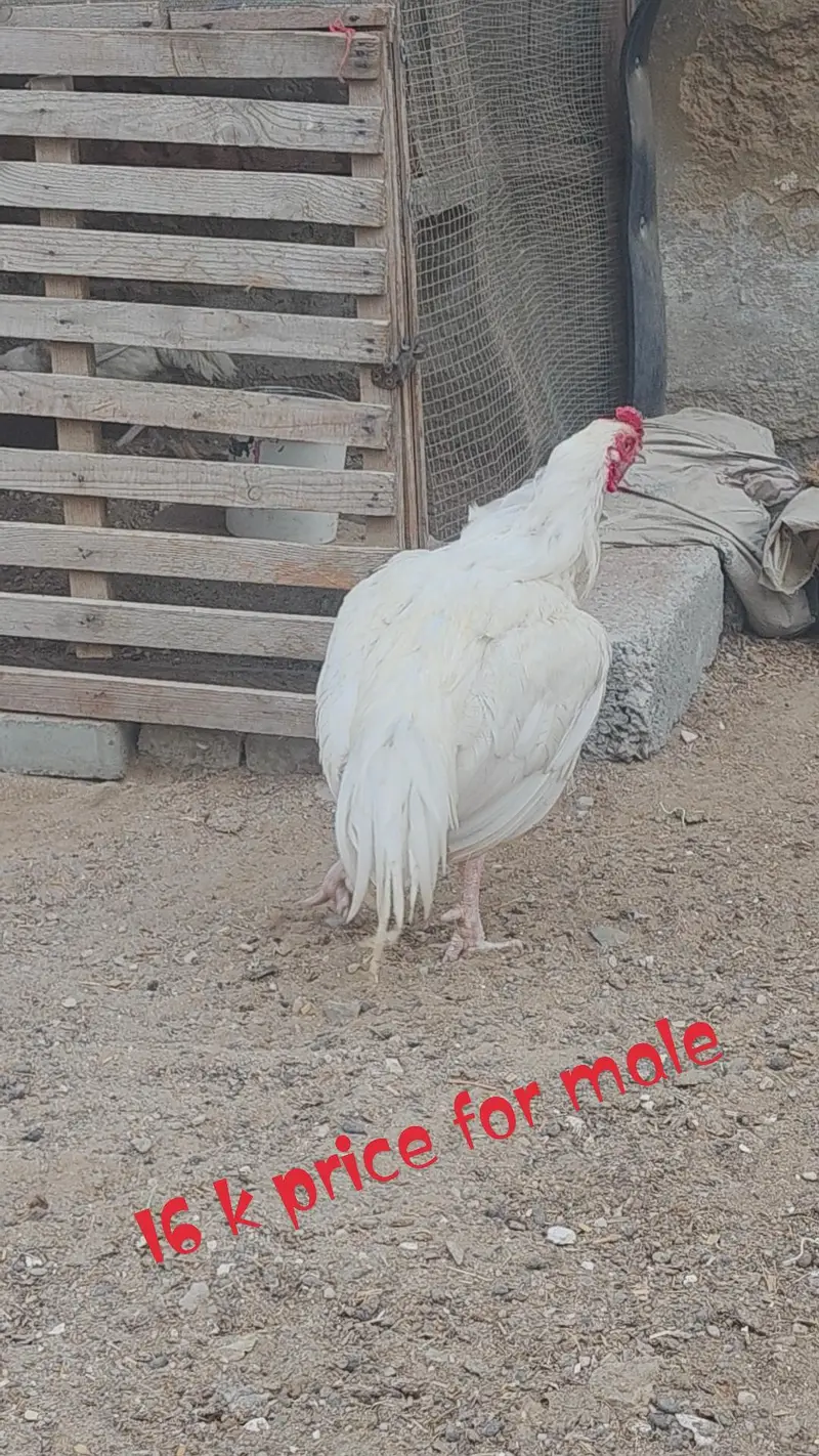ASEEL EGG LYING BREEDING PAIR — photo 11
