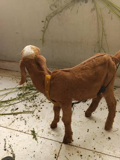 bakri k bacha der months ka