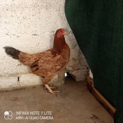 Desi cross hen