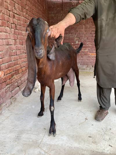 Pure Nagra Beetal Goat For Sale