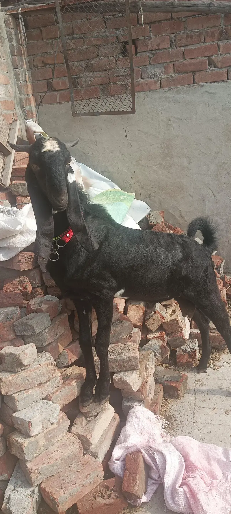 2 dant bakra full long hight — photo 2