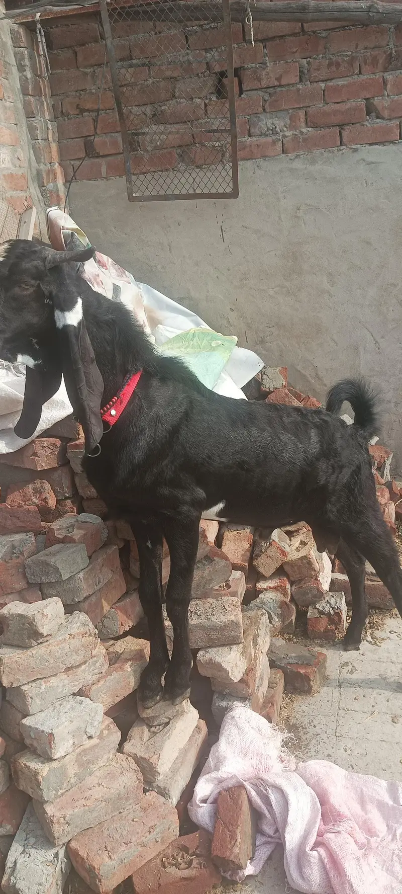 2 dant bakra full long hight — photo 3