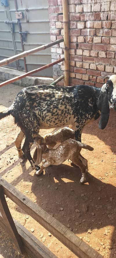Black makhi chinii with 2 kids