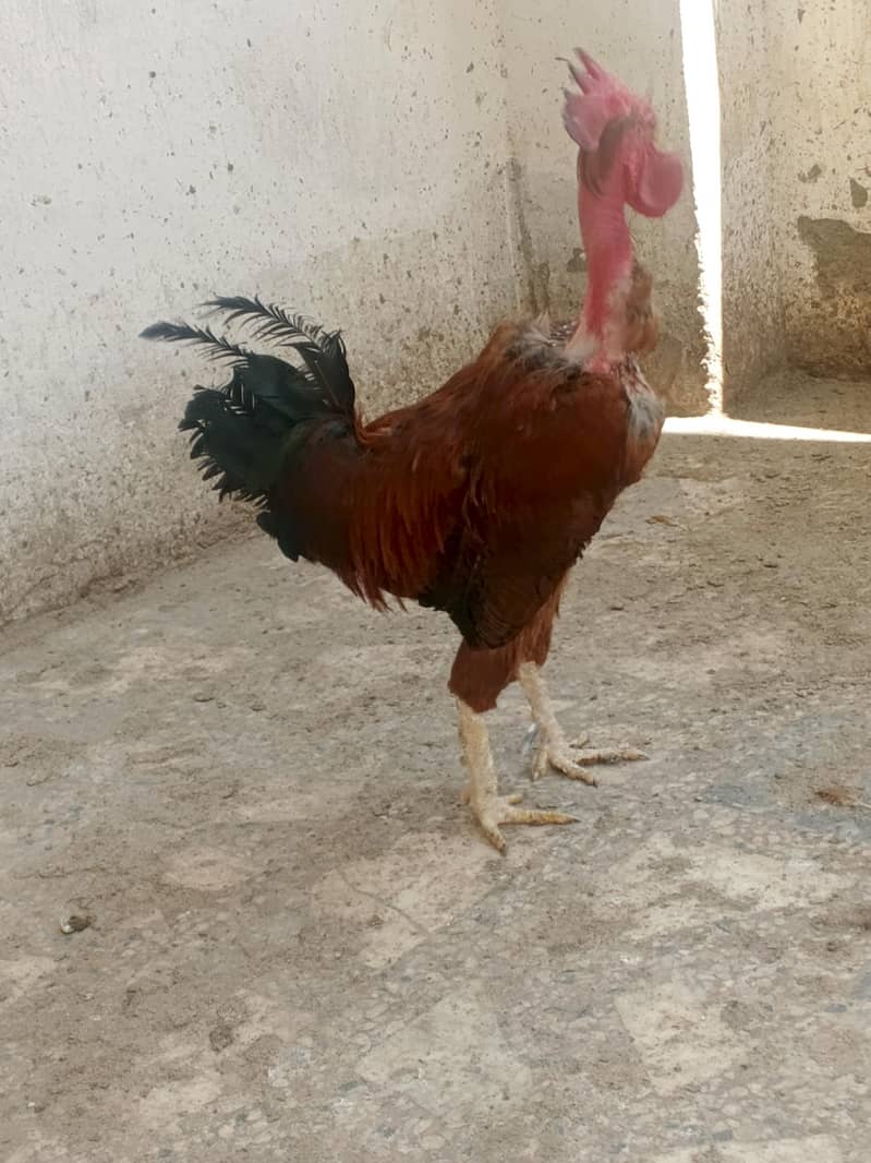 murga 2