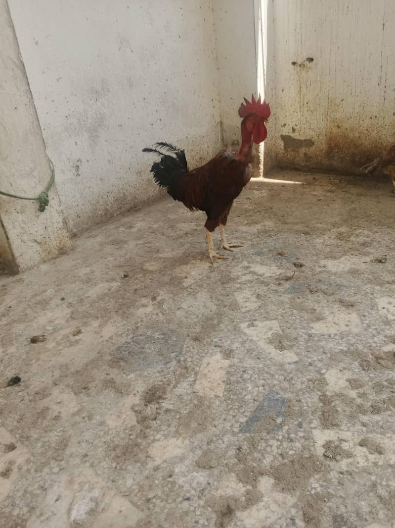 murga 3