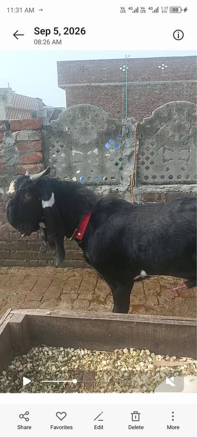 2 dant bakra full long hight