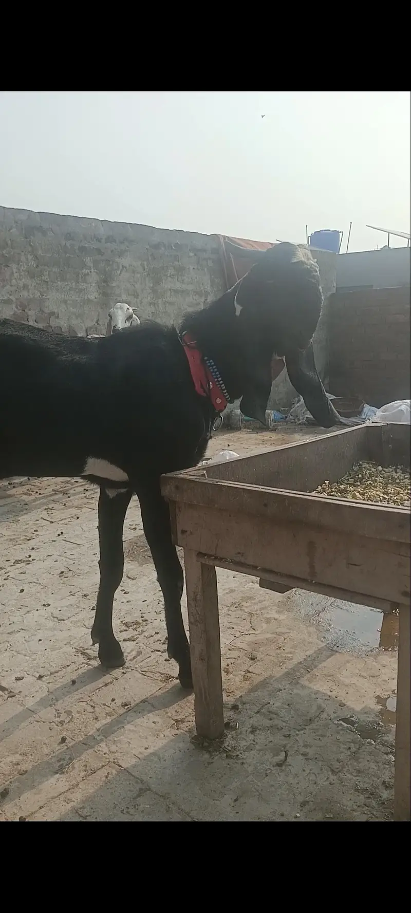 2 dant bakra full long hight — photo 4