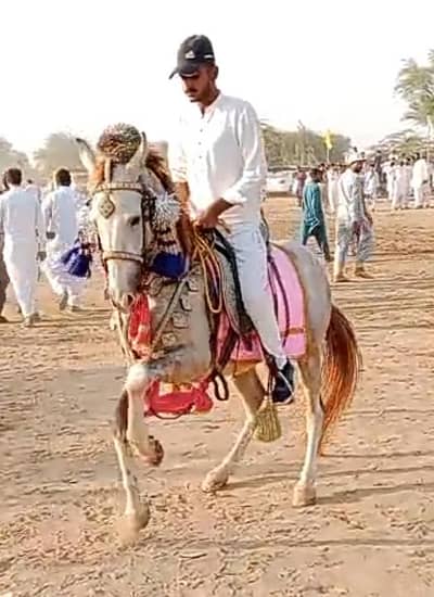 Pure Kakaka breed horse
