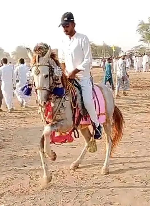 Pure kakka breed horse | nezabaz ghora |desi ghora | horse for sale