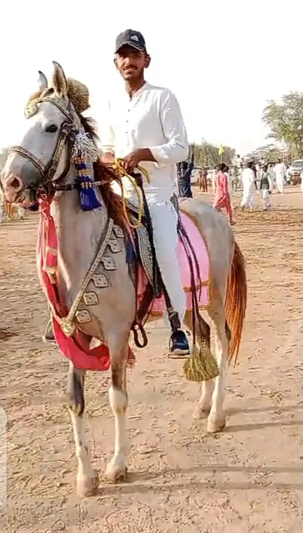 Pure kakka breed horse | nezabaz ghora |desi ghora | horse for sale — photo 2