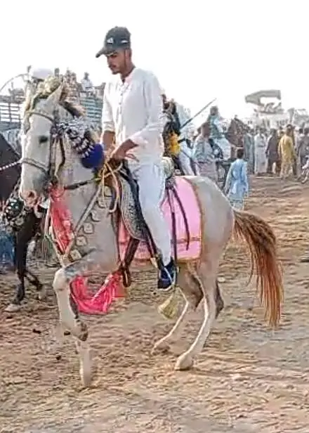 Pure kakka breed horse | nezabaz ghora |desi ghora | horse for sale — photo 4