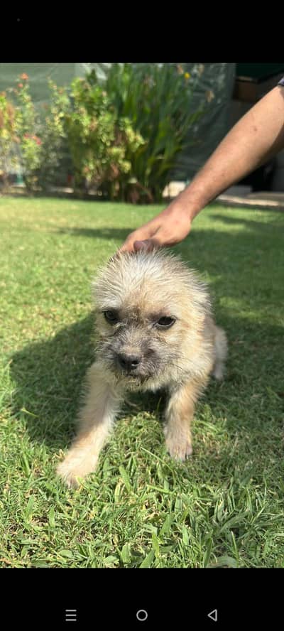 Puppy Dog For sale In Karachi