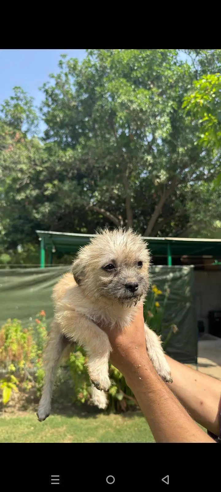 Puppy Dog For sale In Karachi — photo 2