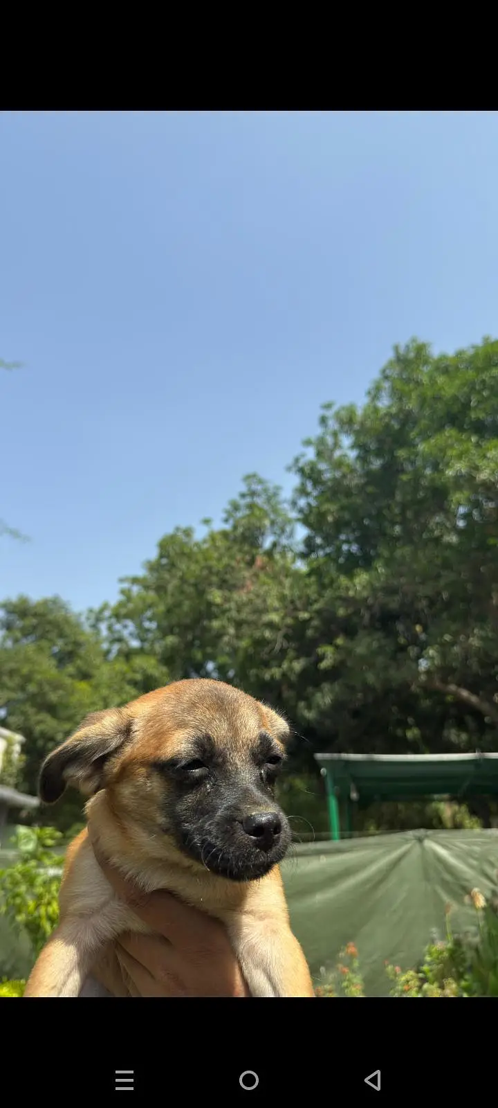 Puppy Dog For sale In Karachi — photo 3