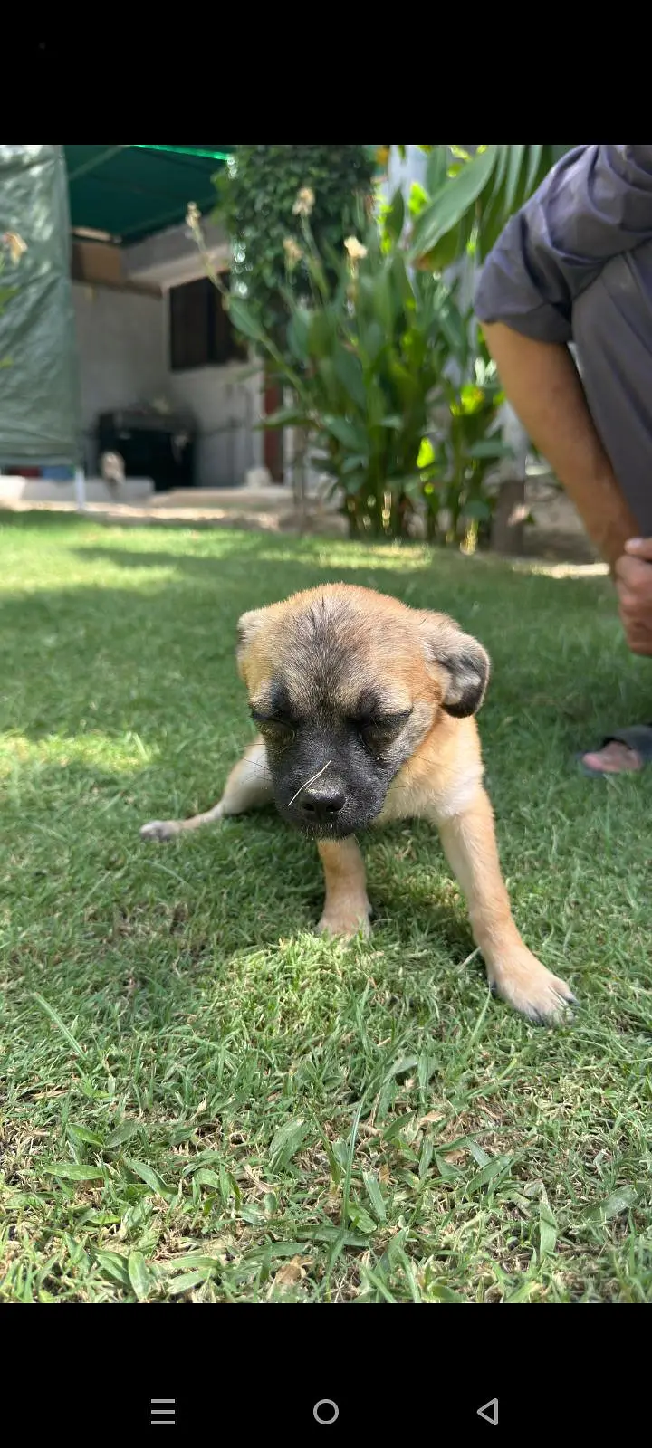 Puppy Dog For sale In Karachi — photo 4