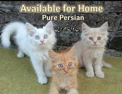 Pure Quality Persian Kittens Available For Loving Home