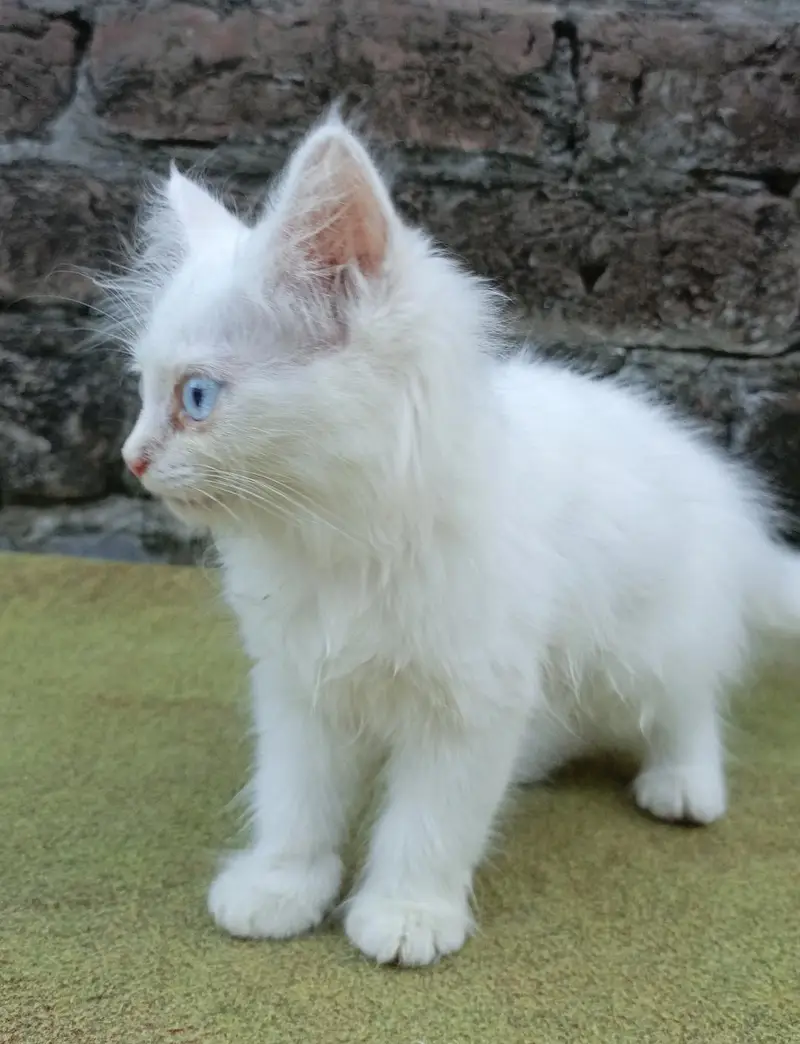 Pure Quality Persian Kittens Available For Loving Home — photo 2