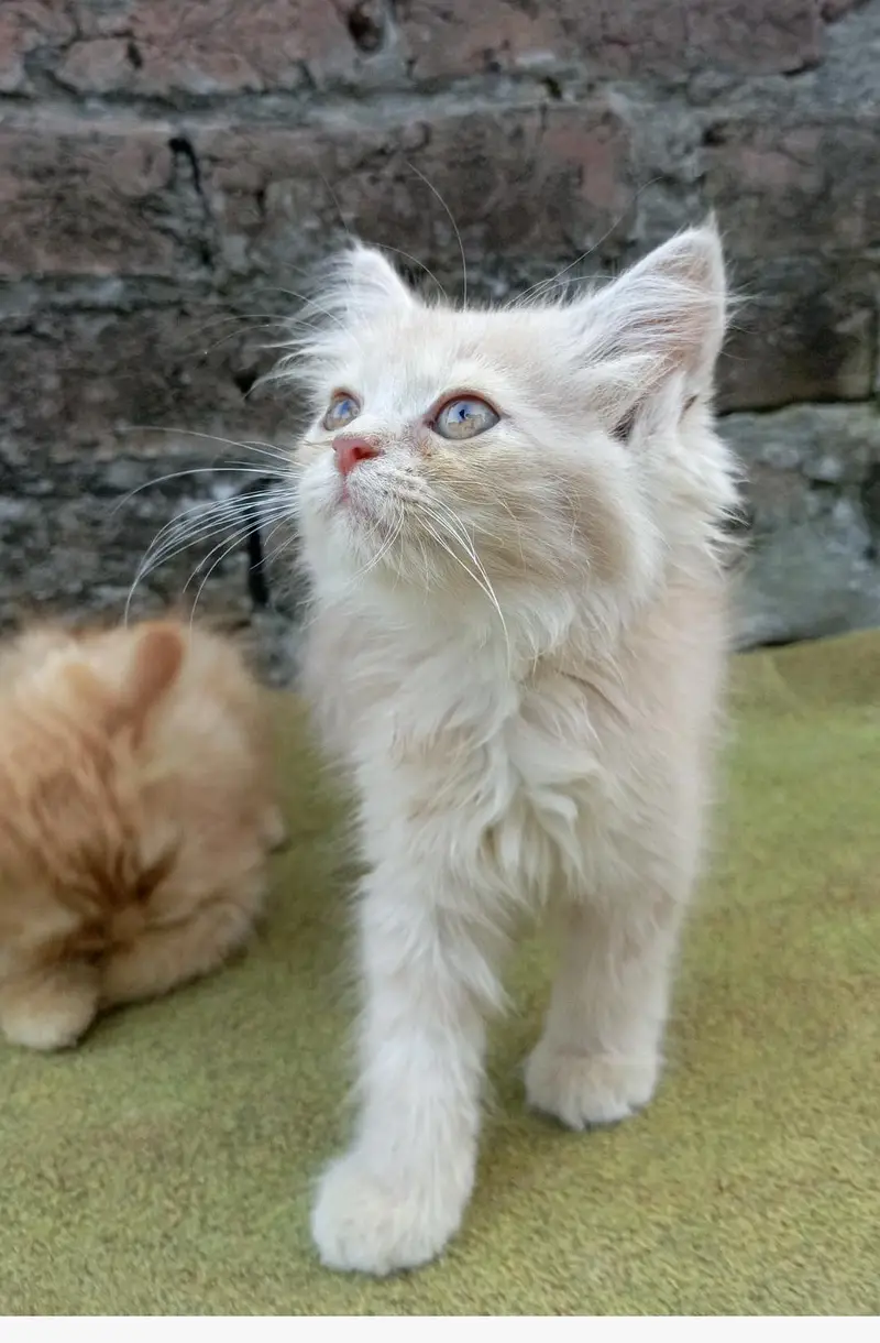Pure Quality Persian Kittens Available For Loving Home — photo 3