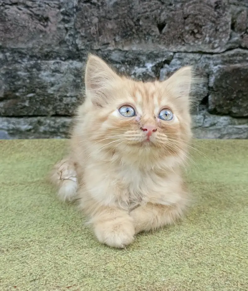 Pure Quality Persian Kittens Available For Loving Home — photo 4