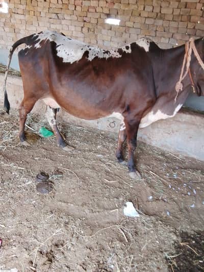 sath bachhi female 4 kg dodh