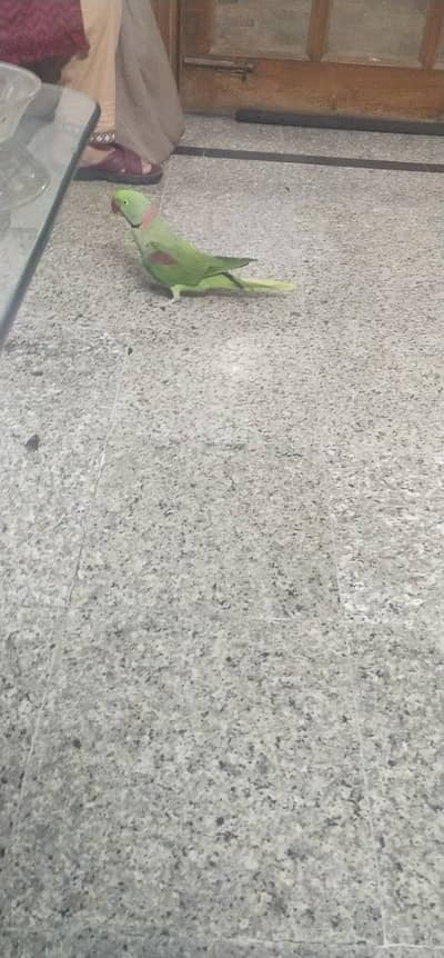 Beautiful Hand-Tamed Male Green Parrot For Sale 