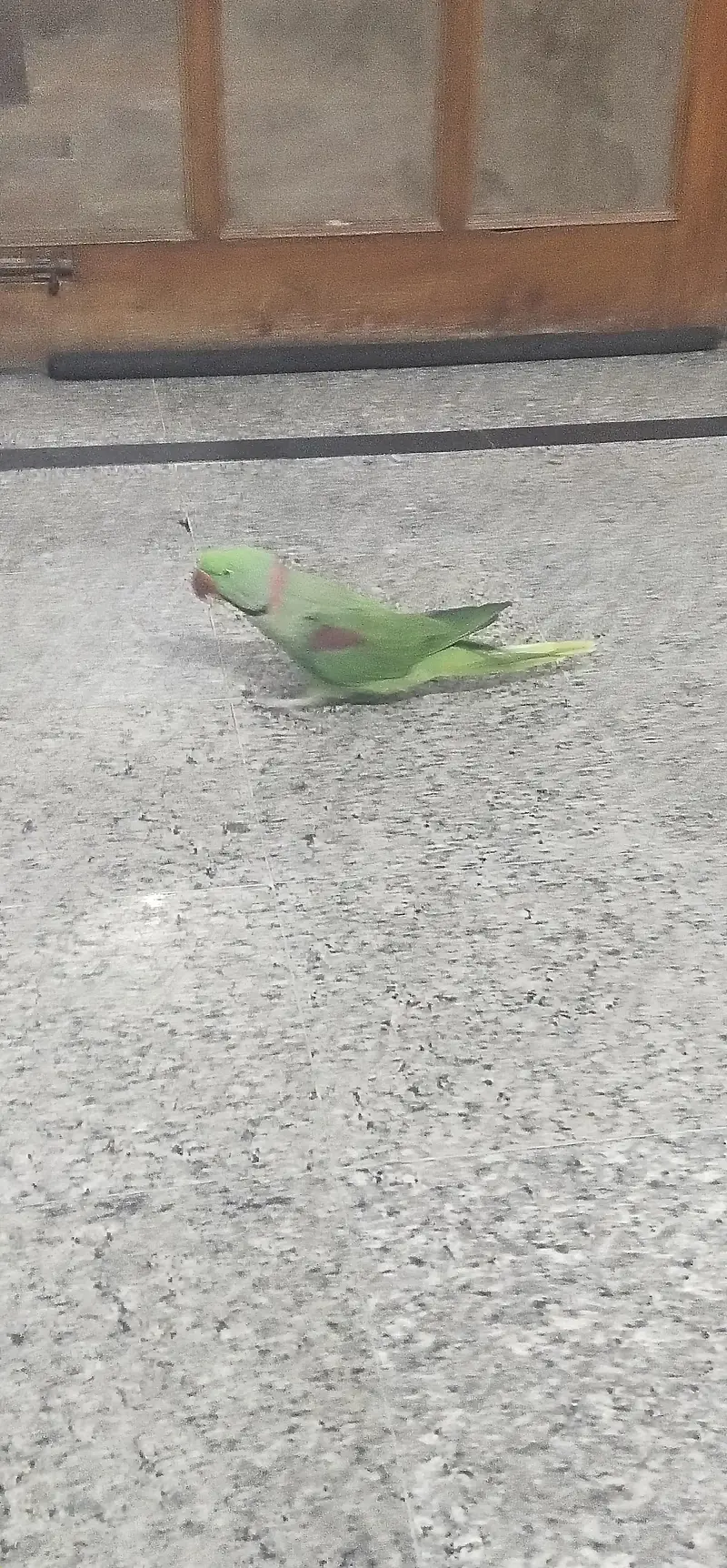 Beautiful Hand-Tamed Male Green Parrot For Sale  — photo 2