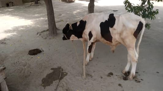 Bachra urgent for sale