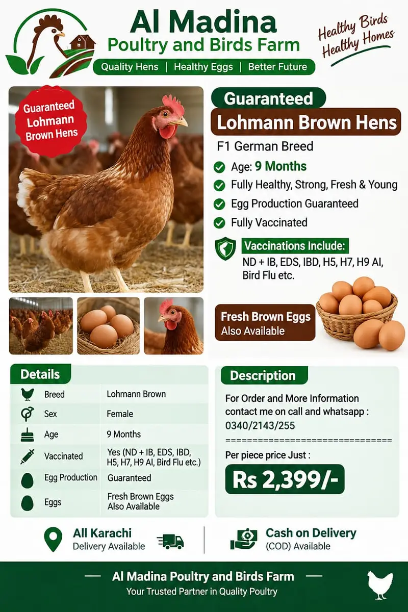 Lohmann Brown Hens I F1 German Breed I Rs. 2,399 I Al Madina Paultary — photo 2