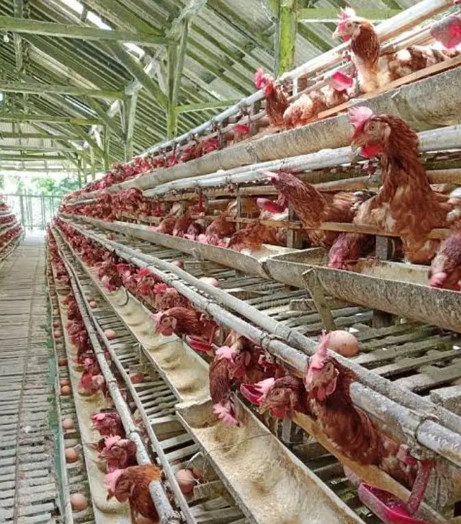Lohmann Brown Hens I F1 German Breed I Rs. 2,399 I Al Madina Paultary — photo 4
