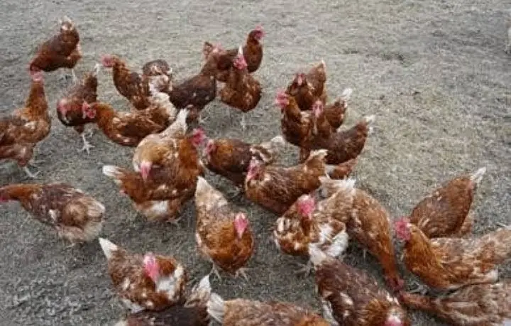 Lohmann Brown Hens I F1 German Breed I Rs. 2,399 I Al Madina Paultary — photo 5