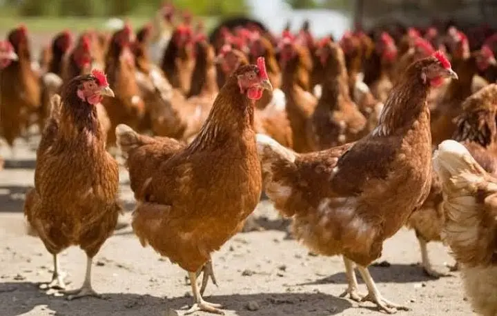 Lohmann Brown Hens I F1 German Breed I Rs. 2,399 I Al Madina Paultary — photo 6