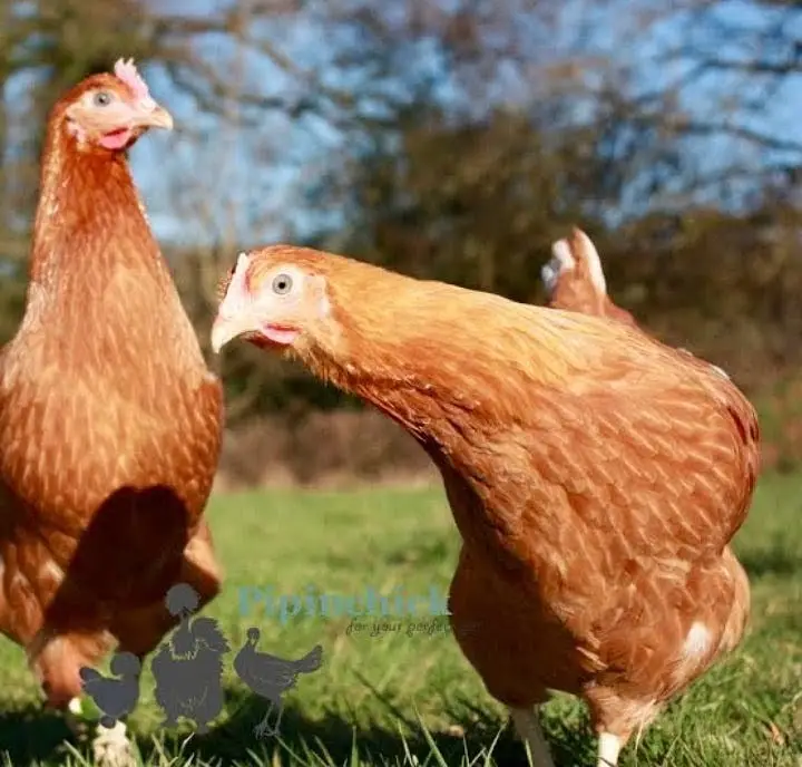 Lohmann Brown Hens I F1 German Breed I Rs. 2,399 I Al Madina Paultary — photo 7