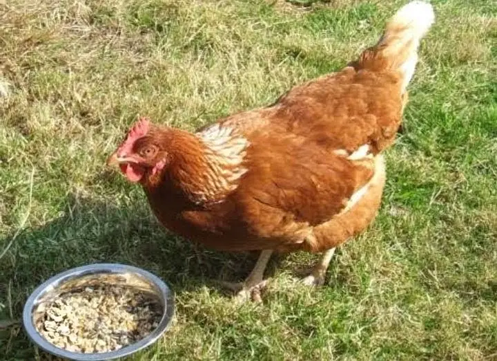 Lohmann Brown Hens I F1 German Breed I Rs. 2,399 I Al Madina Paultary — photo 8