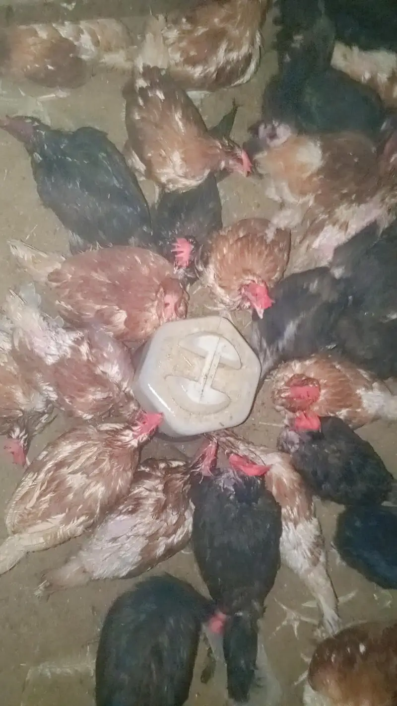 Lohmann Brown Hens I F1 German Breed I Rs. 2,399 I Al Madina Paultary — photo 9