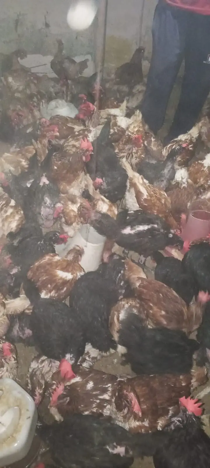 Lohmann Brown Hens I F1 German Breed I Rs. 2,399 I Al Madina Paultary — photo 10