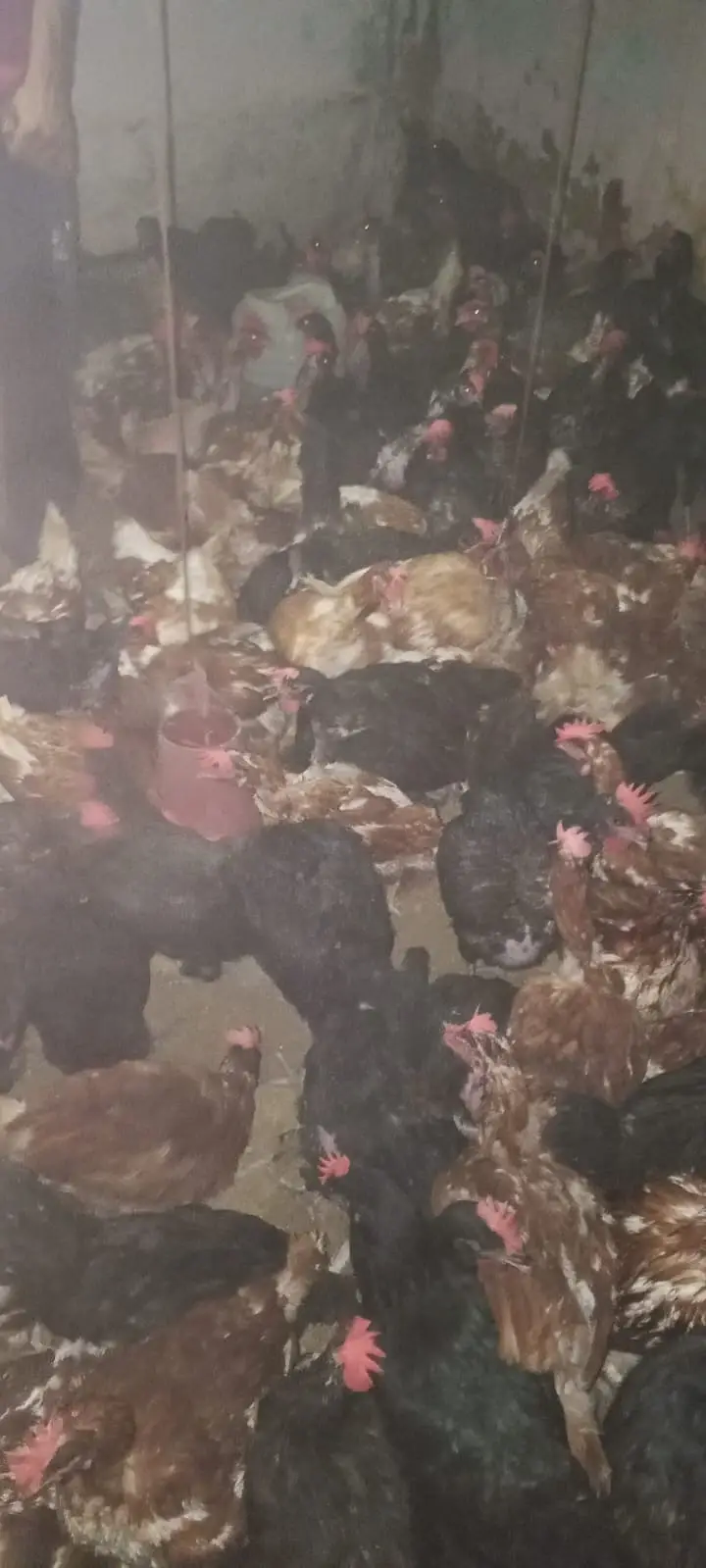 Lohmann Brown Hens I F1 German Breed I Rs. 2,399 I Al Madina Paultary — photo 12
