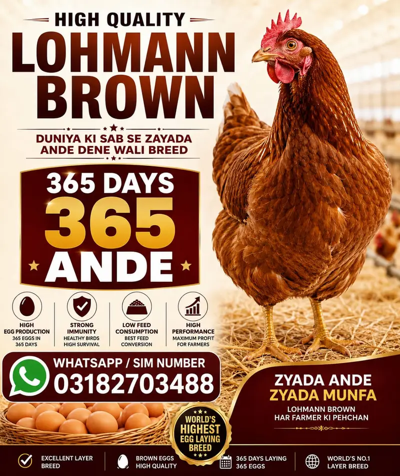 Lohmann Brown Hens I F1 German Breed I Rs. 2,399 I Al Madina Paultary